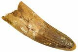 Spinosaurus Tooth - Real Dinosaur Tooth #192029-1